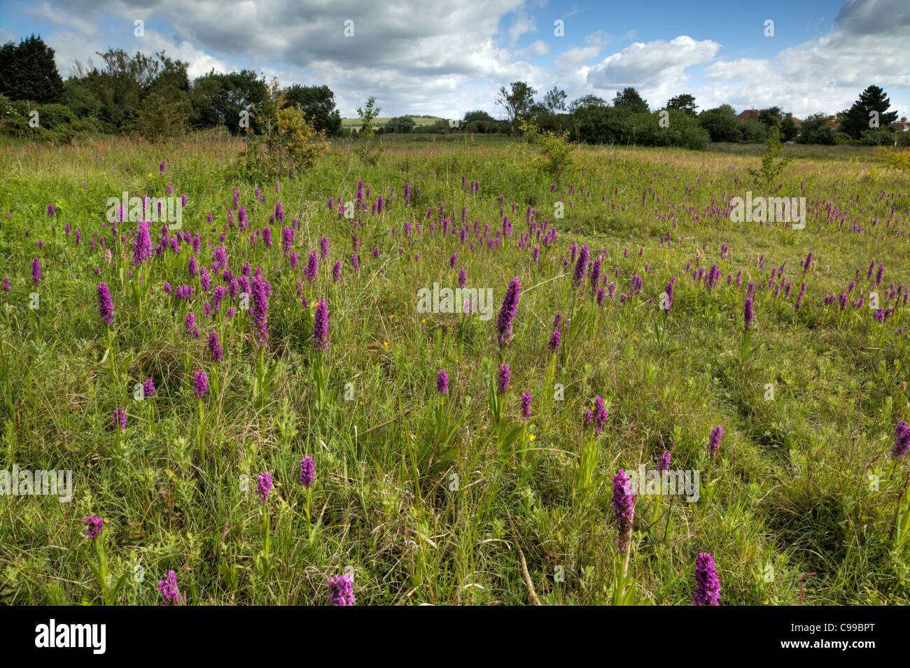 Field of Wild Orchids, Ferring Rife, West Sussex Stock Photo