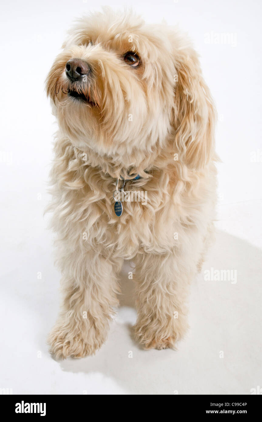 Small cute off-white terrier dog. Stock Photo