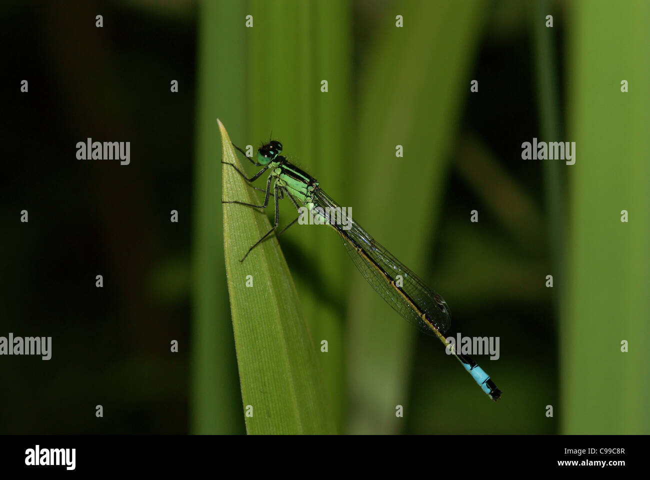 Common Blue Damselfly Stock Photo - Alamy