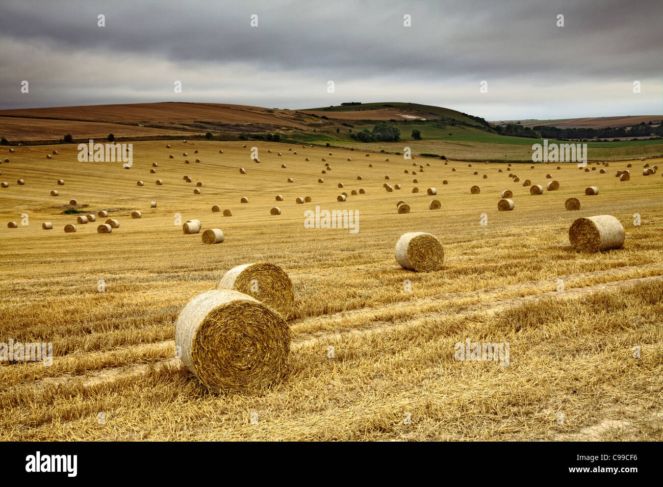 Field of straw bales, Longfurlong, West Sussex Stock Photo Alamy