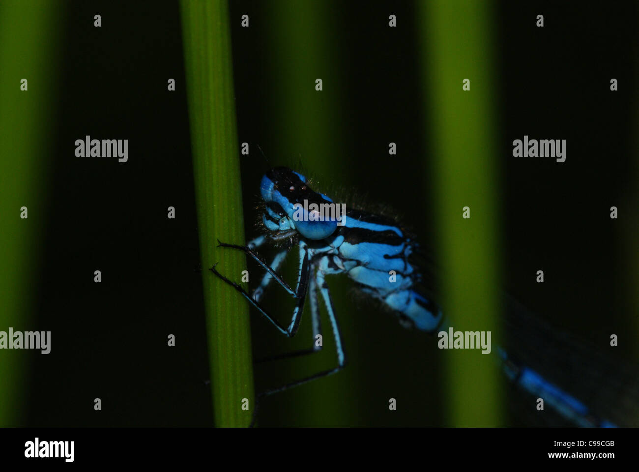 Common Blue Damselfly Stock Photo - Alamy