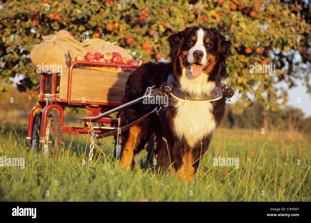 Bernese Mountain Dog pulling cart with apples Stock Photo Alamy