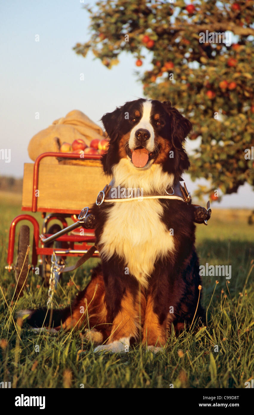 Bernese mountain dog pulling cart hires stock photography and images Alamy