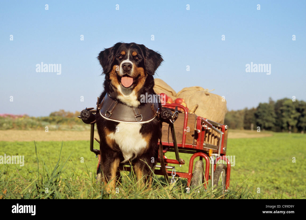 Bernese pulling clearance cart