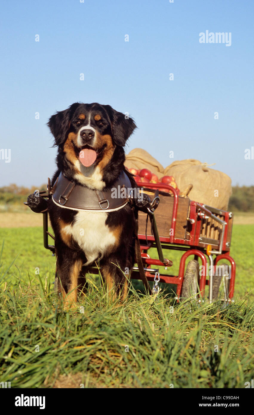 Bernese Mountain Dog pulling cart with apples Stock Photo - Alamy