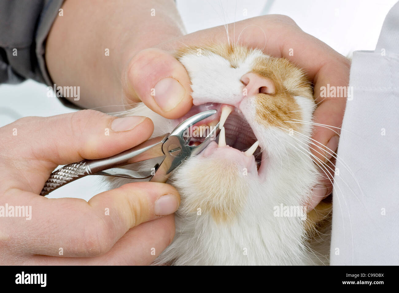 cat gets tooth removed Stock Photo Alamy