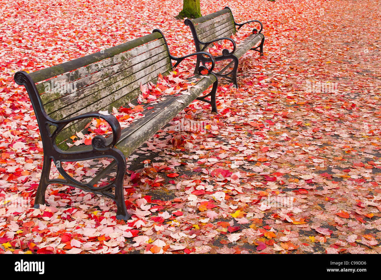 Park Benches in the Fall at Portland Oregon Downtown Waterfront Stock Photo