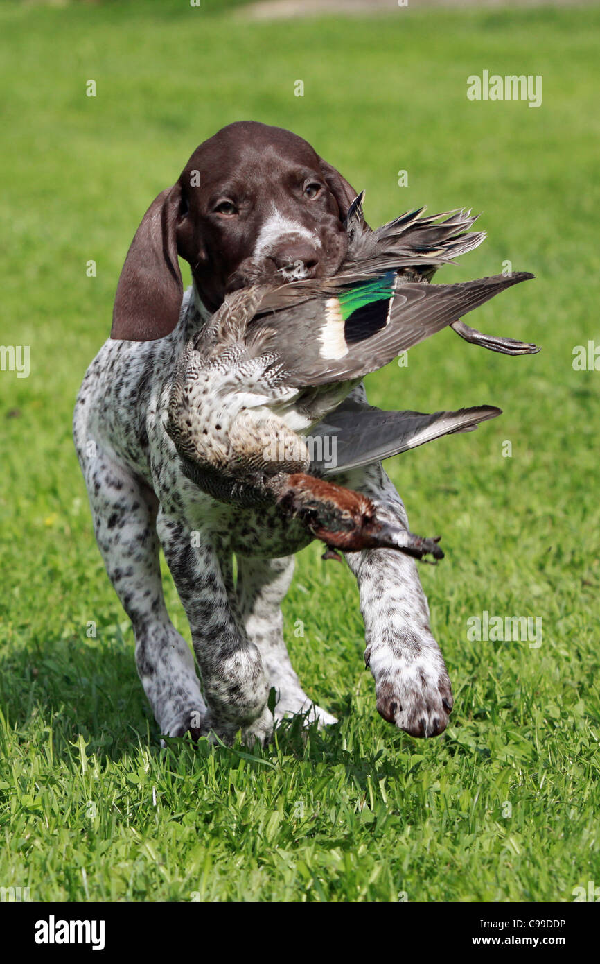 German Shorthaired Pointe. Puppy retrieving a duck Stock Photo Alamy