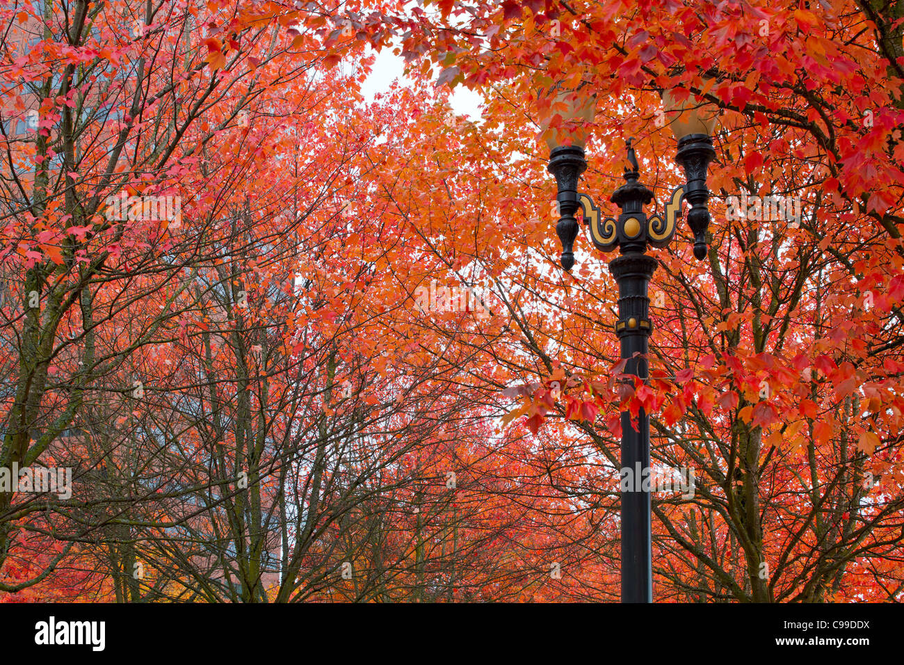 Fall Colors at Portland Oregon Downtown City Park Stock Photo
