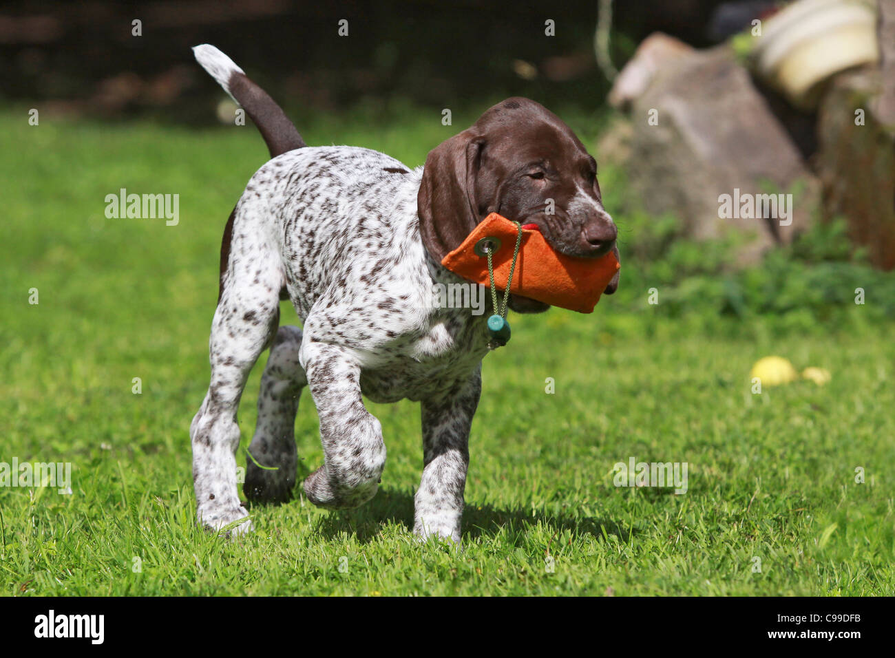 german shorthaired pointer toys