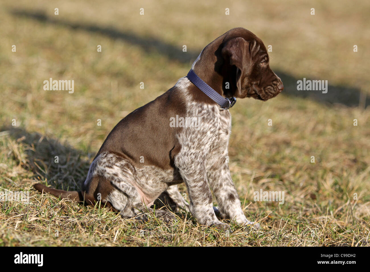 German Shorthaired Pointer Puppy Sitting Meadow Stock Photo