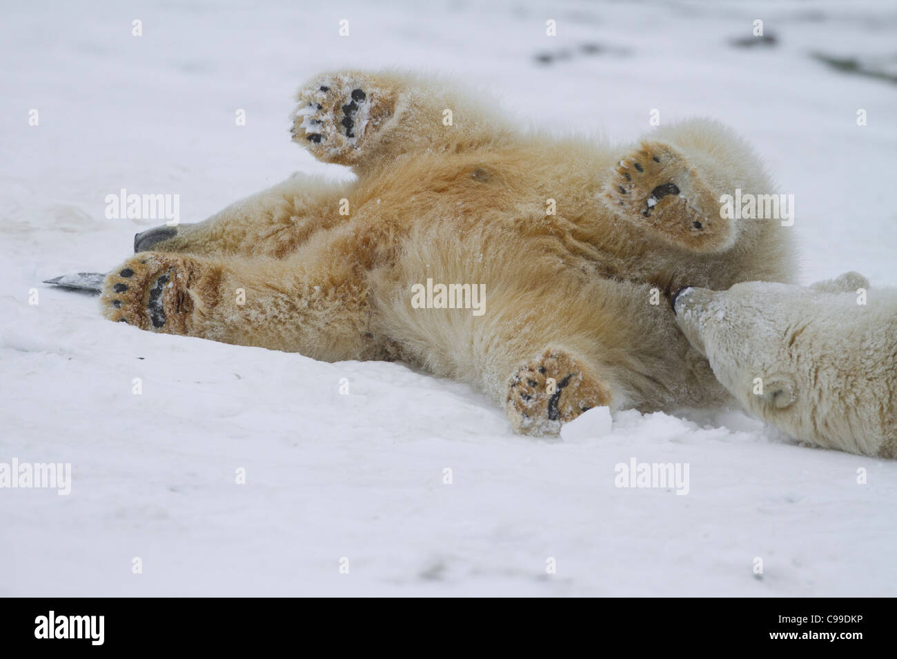 Polar Bear cub (Ursus maritimus) playfully rolling in snow on beach at Kaktovik, Barter Island, Alaska in October Stock Photo
