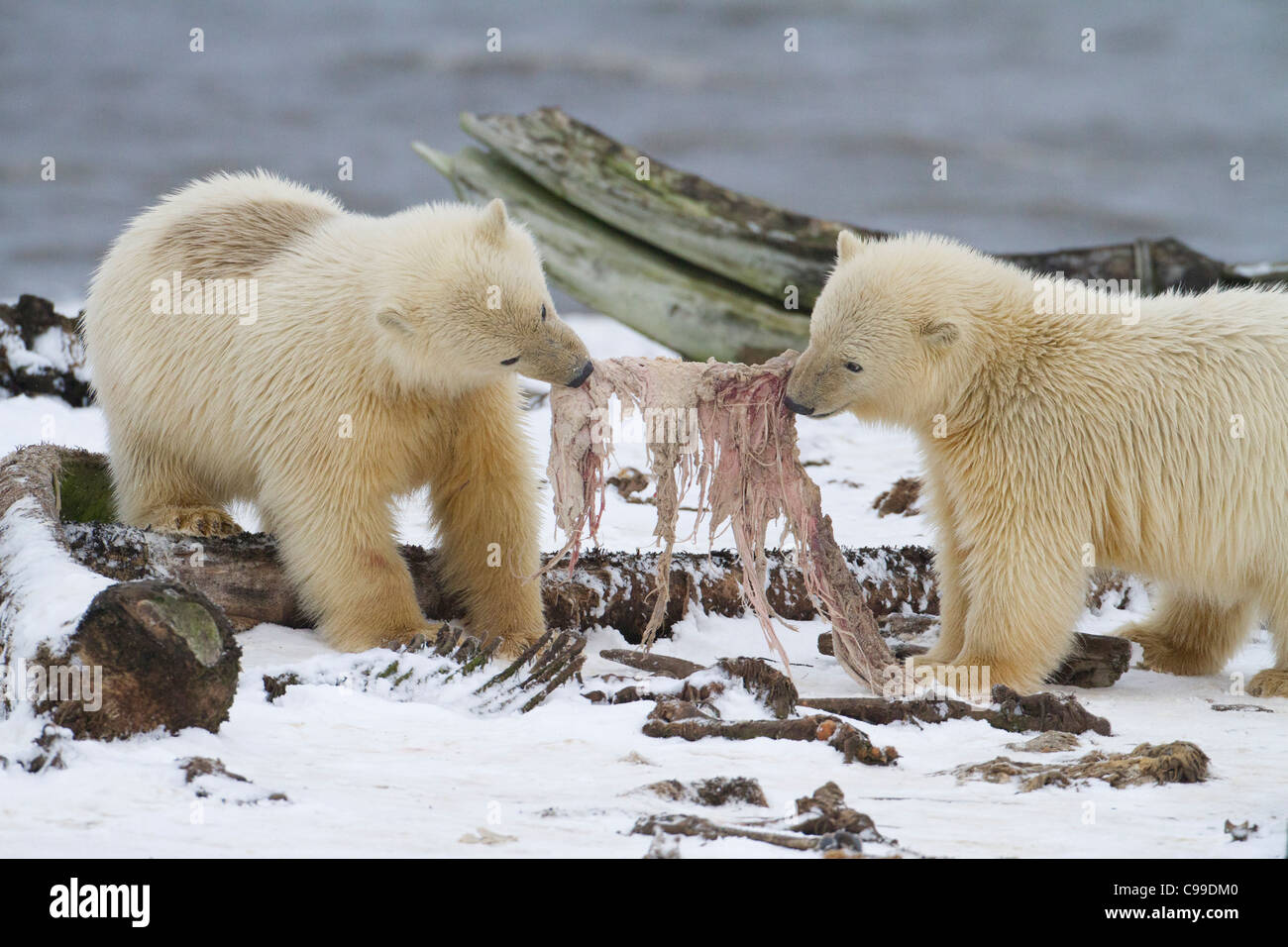 Two Polar Bear Cubs Ursus Maritimus Tugging On Blubber Near Whale Stock Photo Alamy