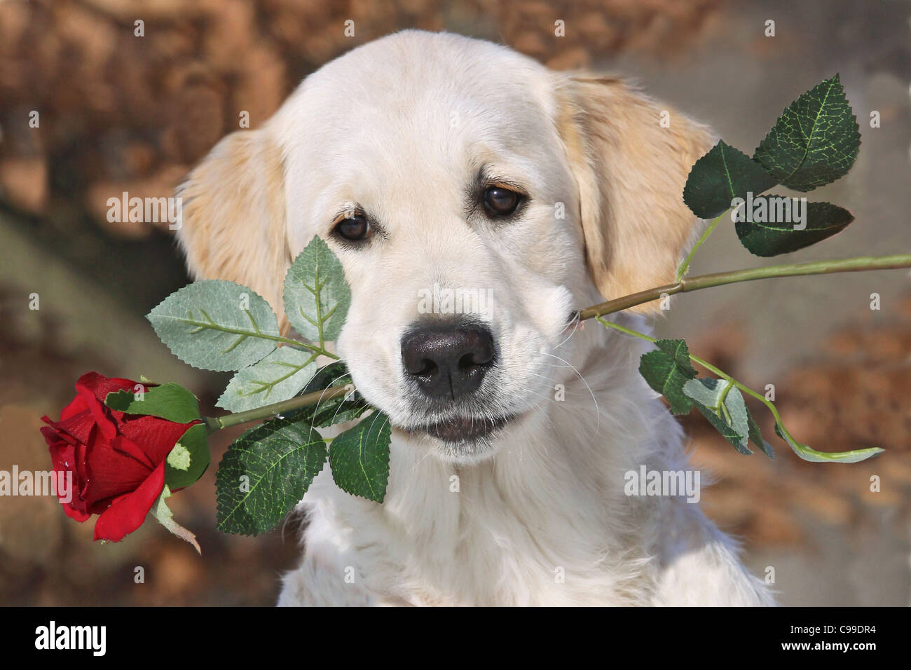 Golden Retriever puppy with rose Stock Photo - Alamy