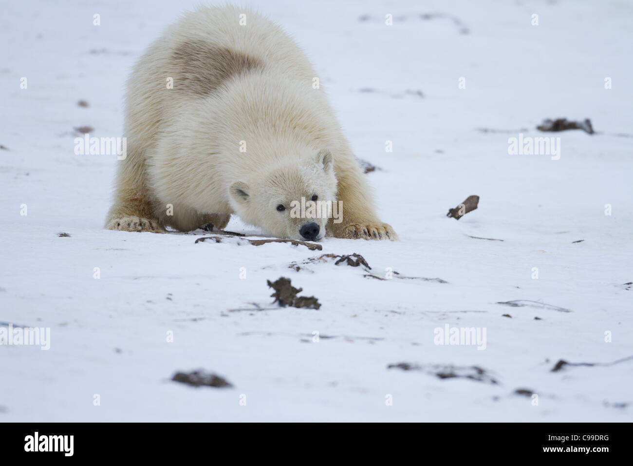 Polar Bear cub (Ursus maritimus) playfully rolling in snow on beach at Kaktovik, Barter Island, Alaska in October Stock Photo