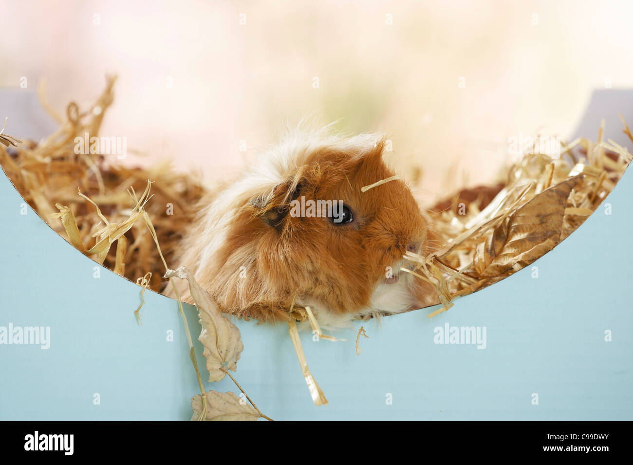 Guinea pig hay Stock Photo - Alamy