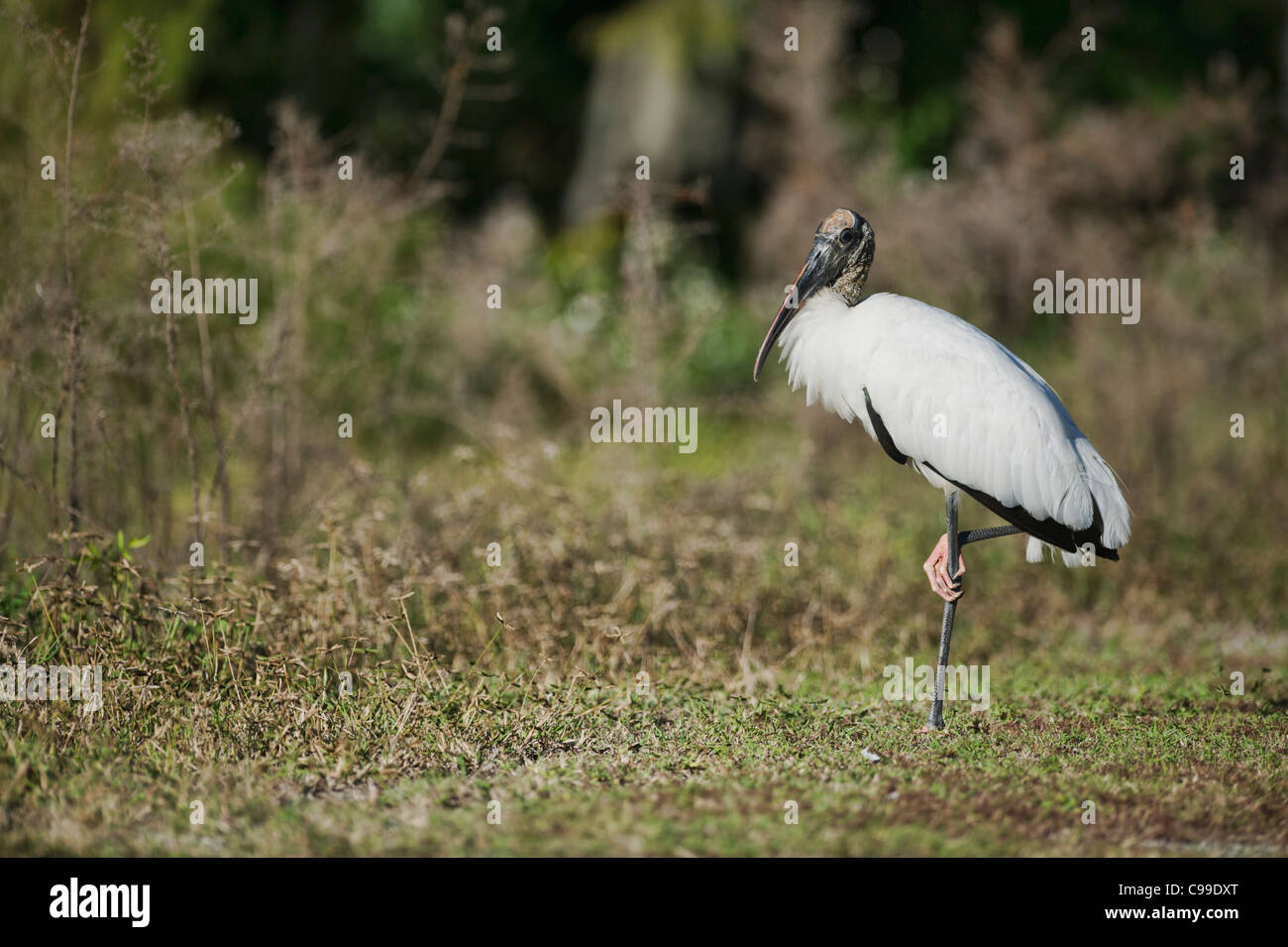 Wood Stork on the shores of the Haines Creek River Lake County Leesburg, Florida USA Stock Photo