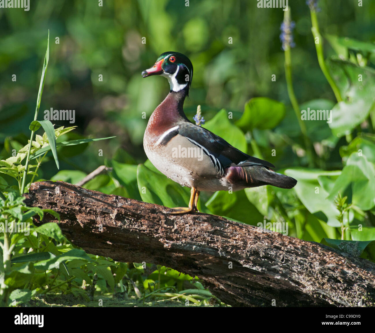 The Wood Duck (Aix sponsa) It is one of the most colorful of North