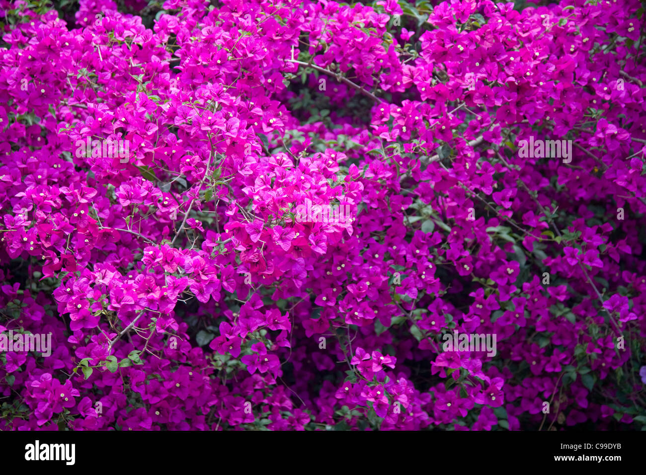 flowering bougainvillea in sydney,australia Stock Photo Alamy