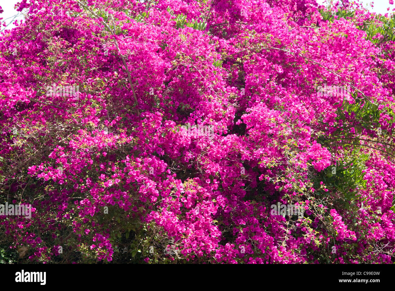 flowering bougainvillea in sydney,australia Stock Photo Alamy