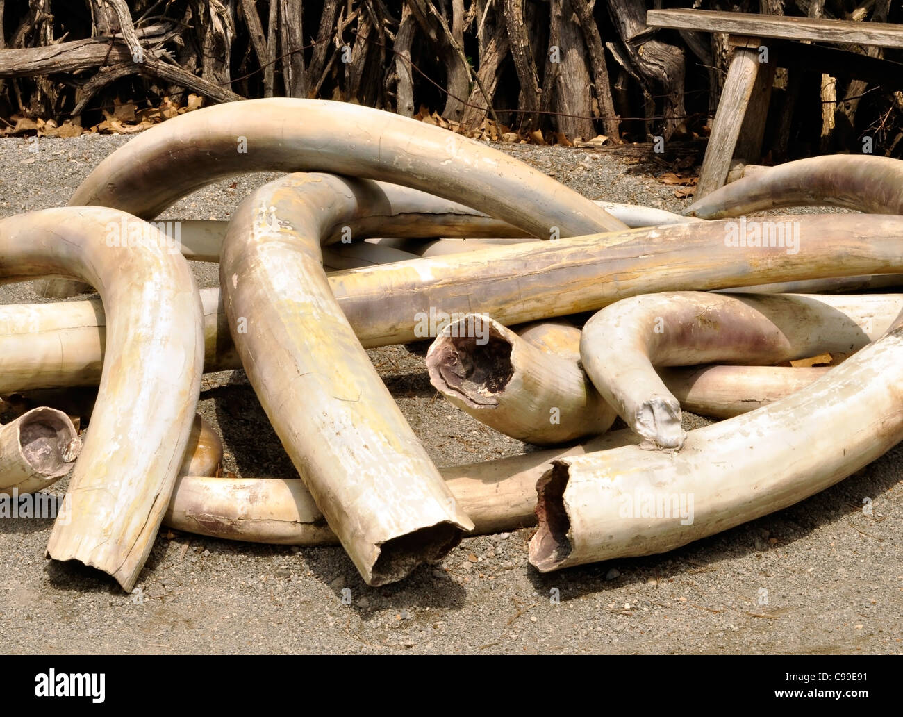 Ivory tusks hi-res stock photography and images - Alamy