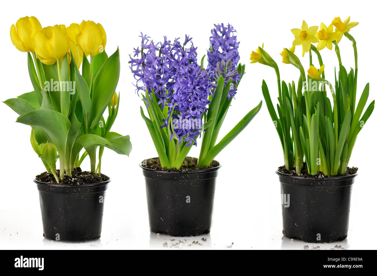 spring flowers in pots ready for garden Stock Photo Alamy