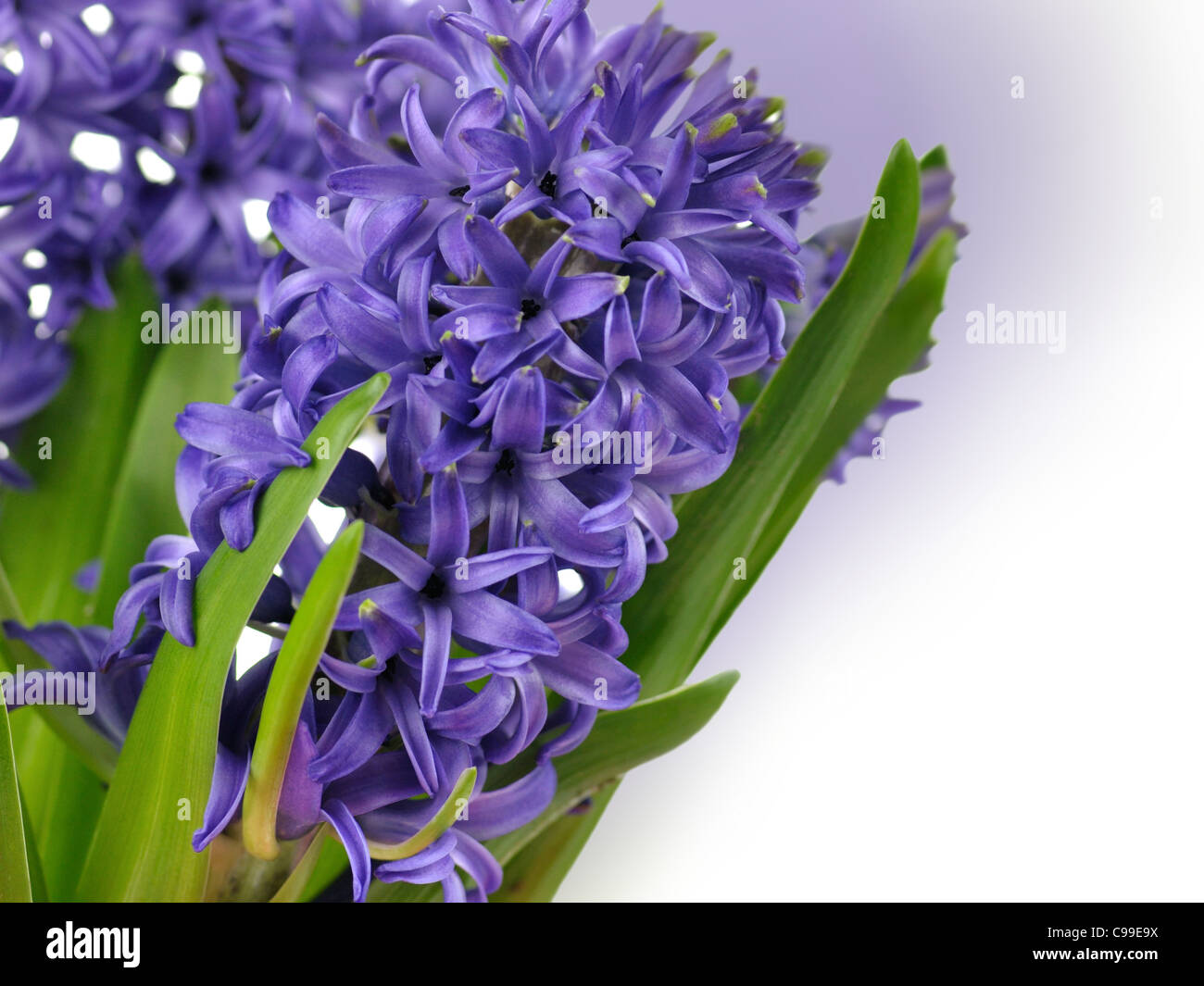 blue Hyacinth flowers , close up shot for background Stock Photo - Alamy