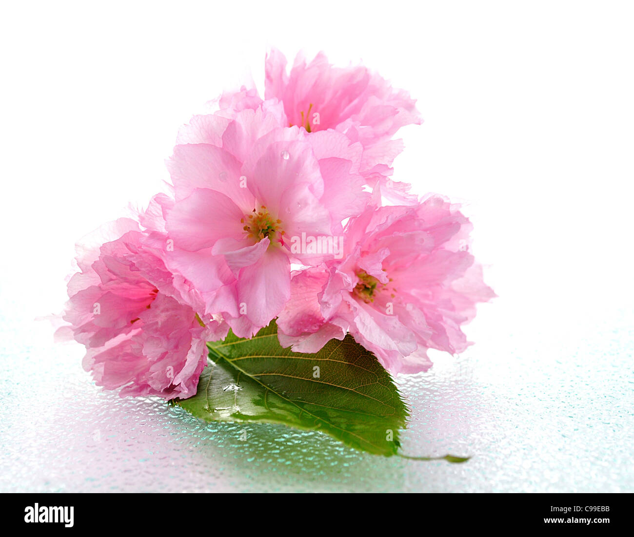 Blossoming almond flowers , close up shot Stock Photo