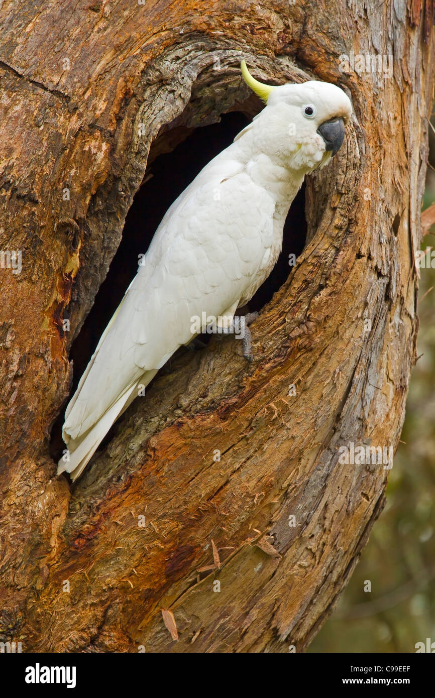 SULPHURCRESTED COCKATOO PERCHED IN IT'S NEST HOLE IN A TREE Stock Photo Alamy