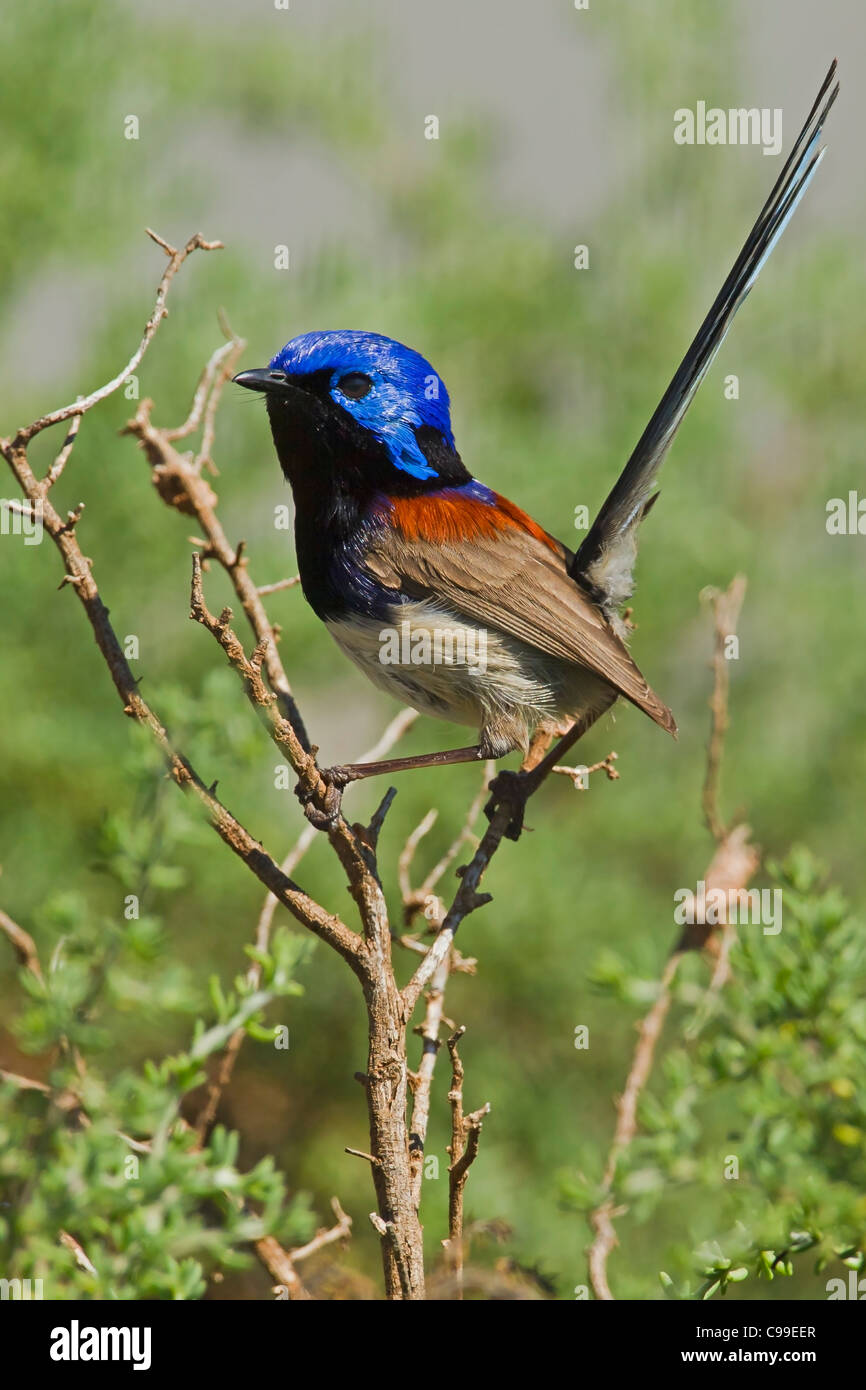 Variegated Fairy-wren perched on a bush. Stock Photo
