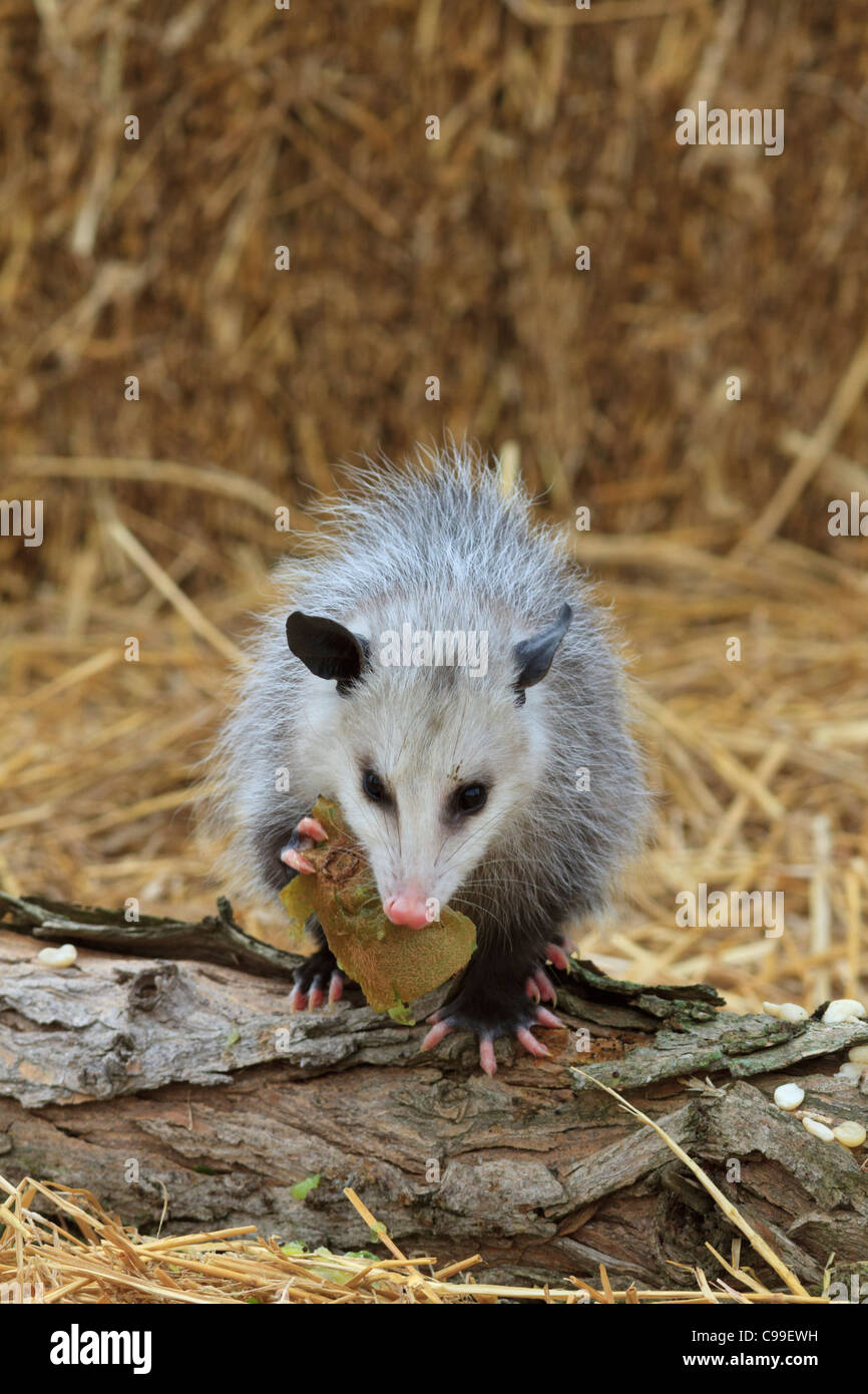 Virginia opossum (Didelphis virginiana). Stock Photo