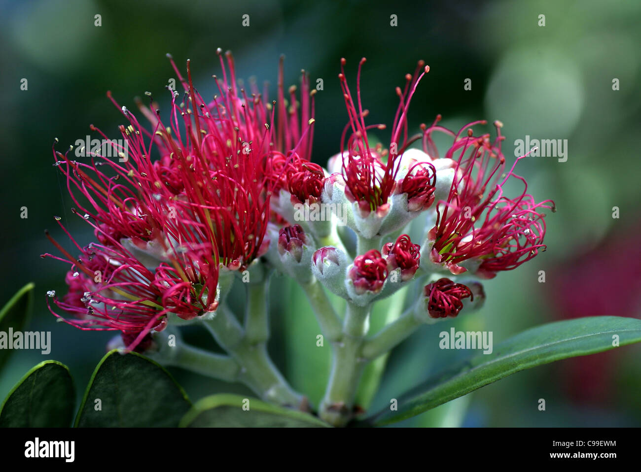 Flowering Pohutukawa blossom. New Chums Beach, Coromandel, Waikato, New Zealand, Australasia Stock Photo