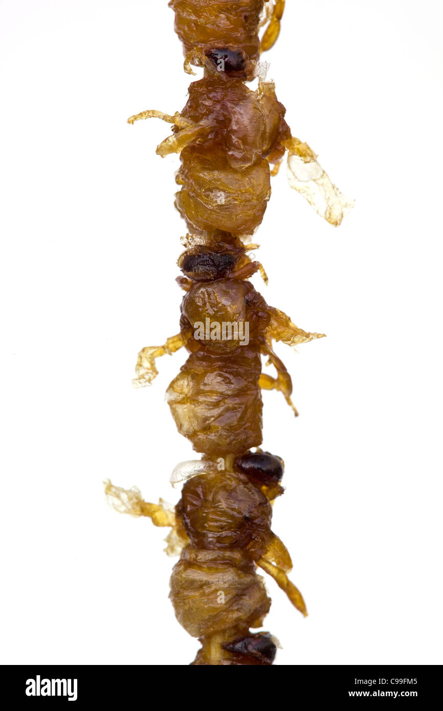 Cooked Fried Bee Cocoons on sale at Donghuamen night market in Wangfujing Beijing China - An example of the strange or weird food eaten by people Stock Photo