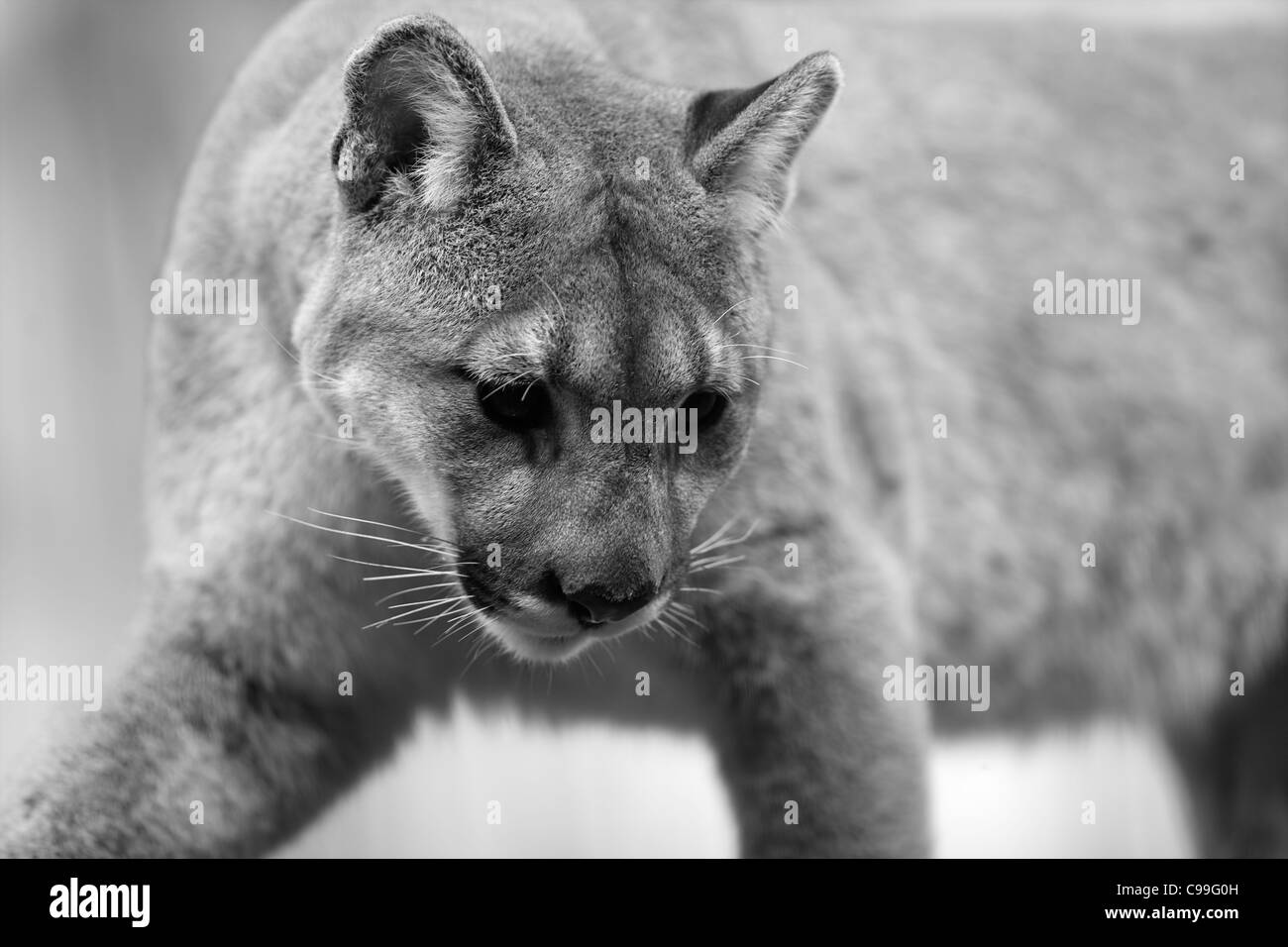 Black and White image of a Mountain Cougar Stalking its prey Stock Photo