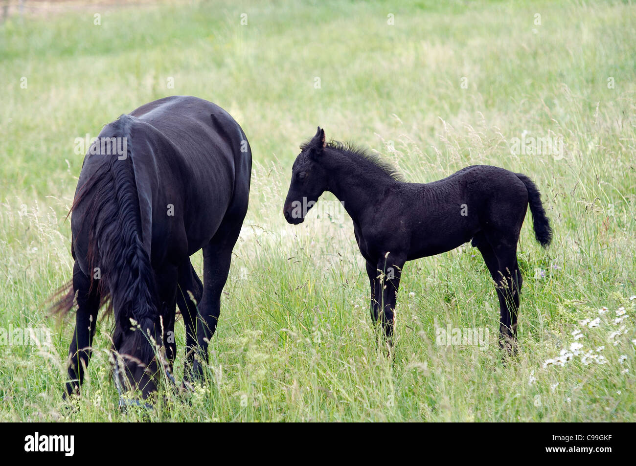mare with colt on horse lot Stock Photo