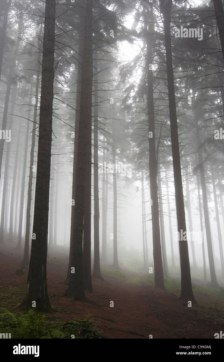 coniferous forest early in the morning - early morning fog Stock Photo ...
