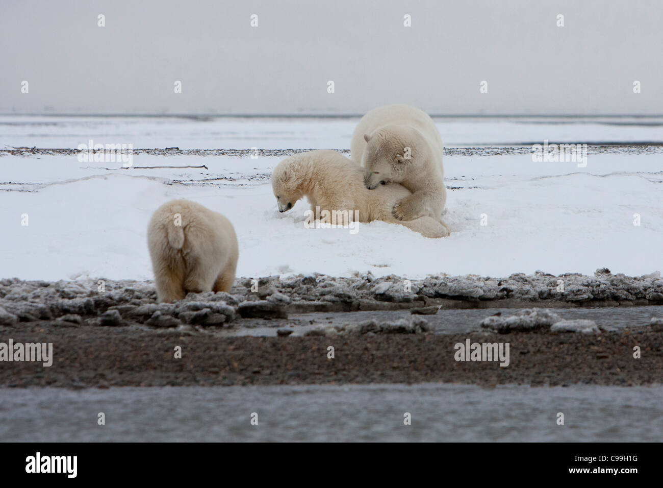 Polar Bear (Ursus maritimus) mother with two cubs playing on snowy ...