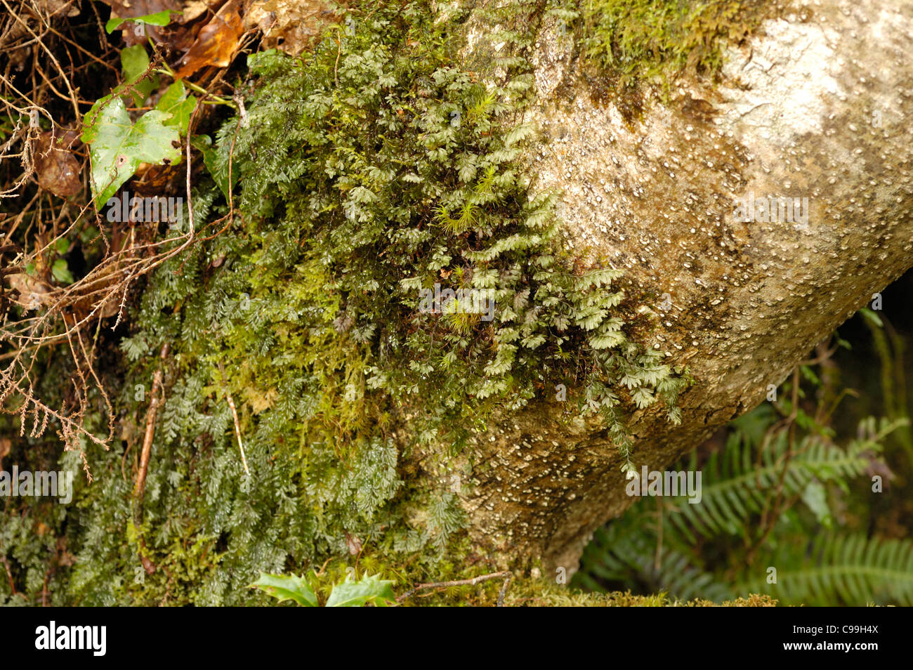Wilson's Filmy-fern, Hymenophyllum wilsonii and Tunbridge Filmy-fern, H. tunbrigense growing together on a tree trunk Stock Photo