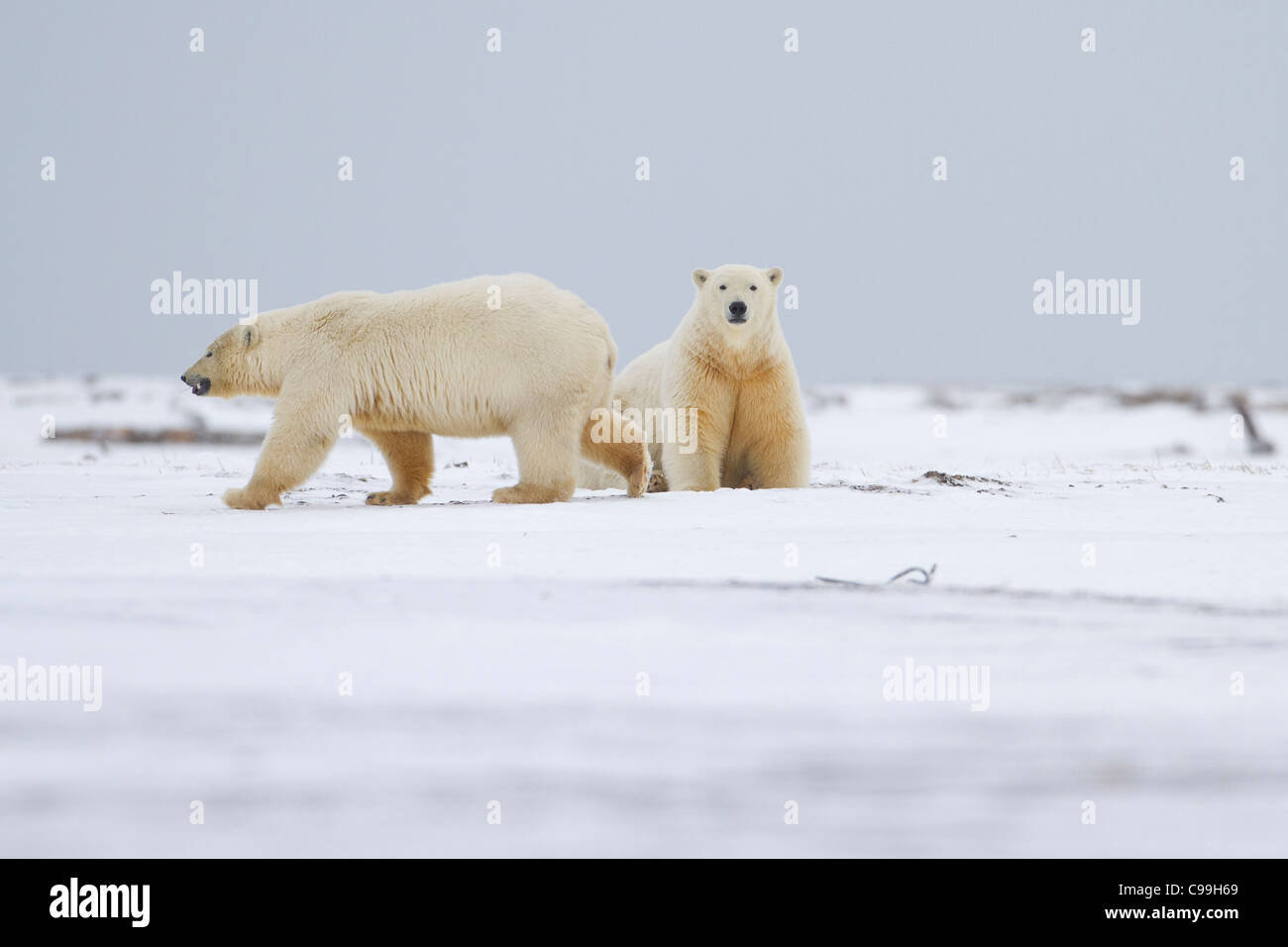 Polar Bear (Ursus maritimus) two, one walking & one sitting on beach in snow at Kaktovik, Barter Island, Alaska in October Stock Photo