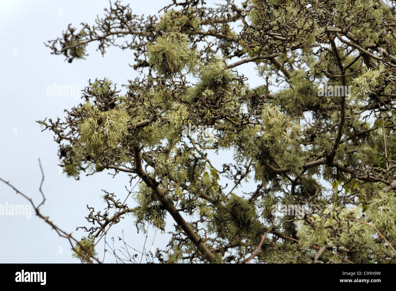 Ramalina farinacea, abundant on a tree Stock Photo
