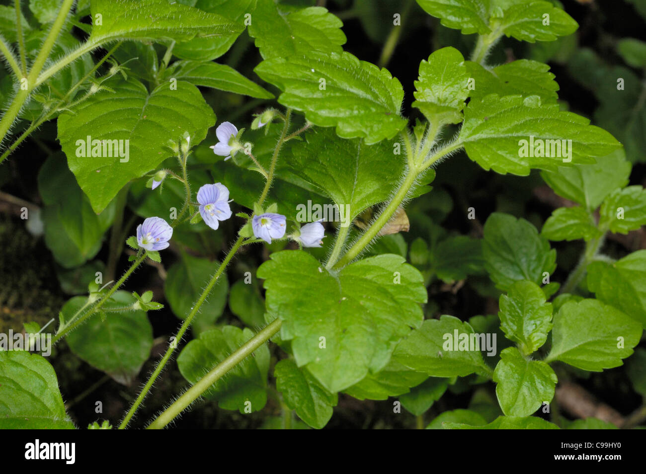 Wood Speedwell, Veronica montana Stock Photo Alamy