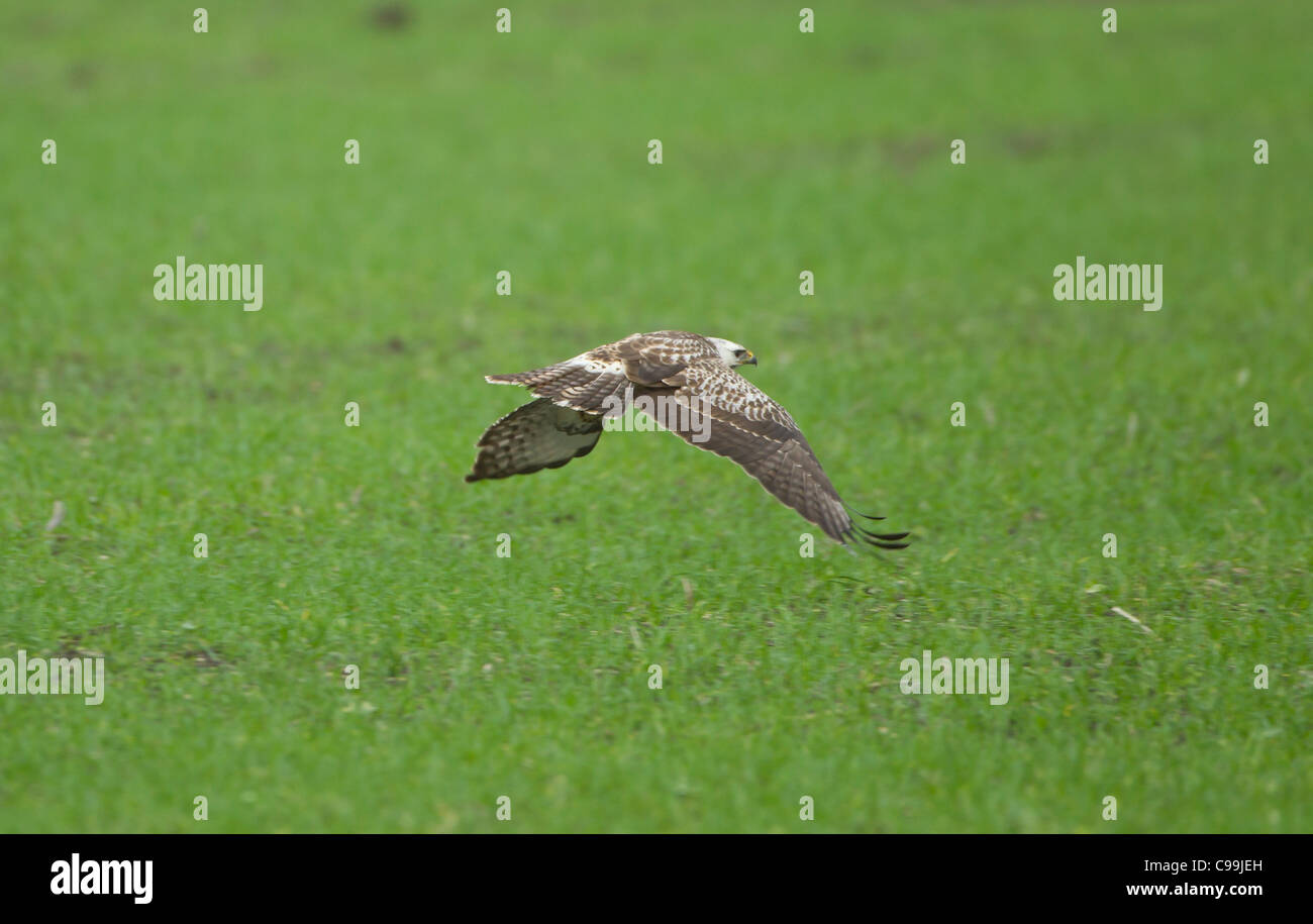 Common Buzzard Juvenile Buteo buteo in flight showing overwing and underwing Stock Photo