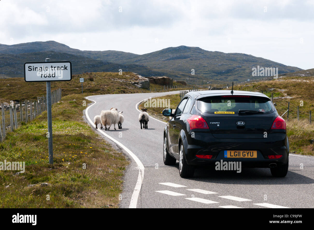Sheep walking along a single track road in front of a car in Scotland. Stock Photo