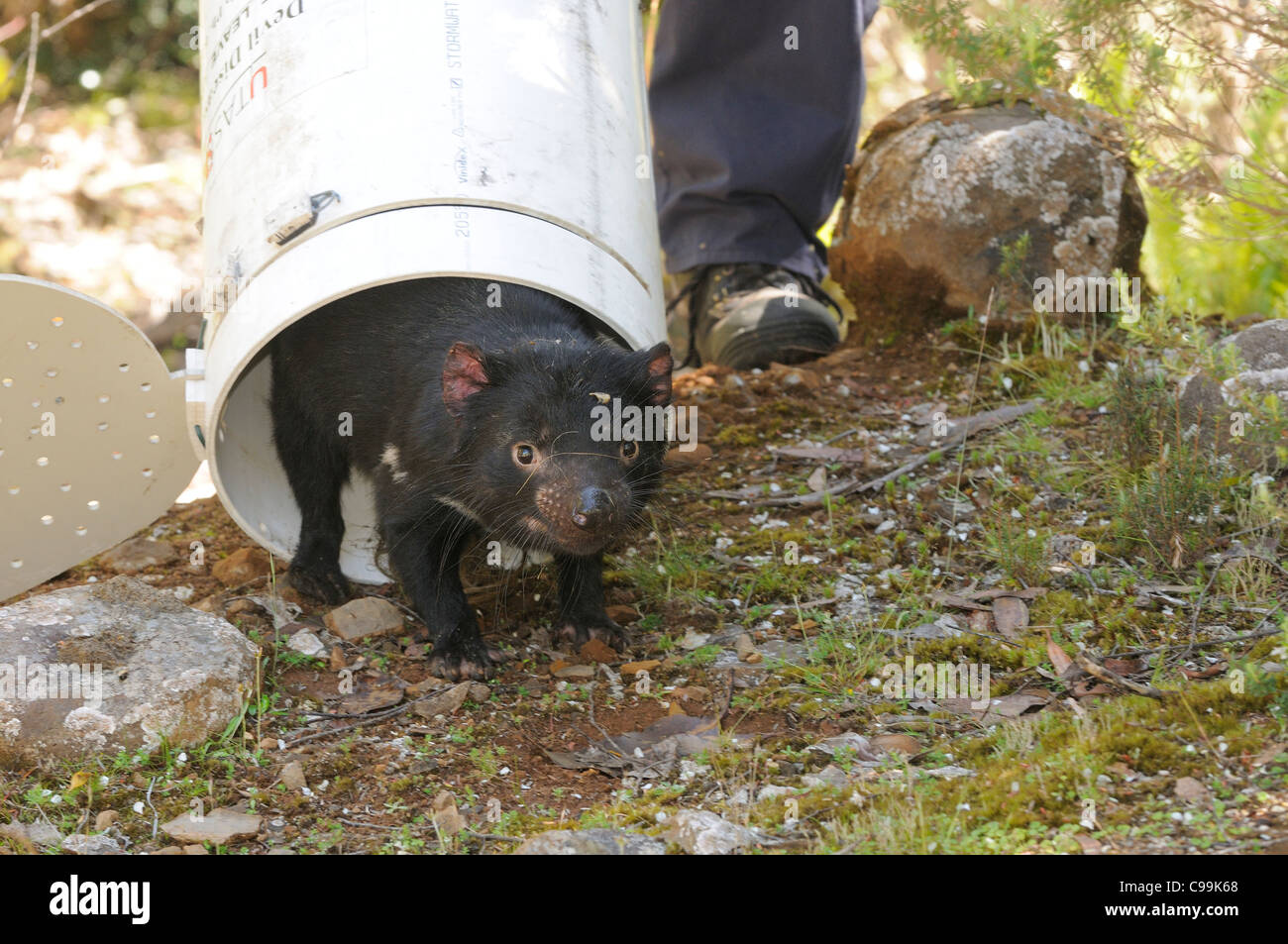 Tasmanian Devil Sarcophilus harrisii, biologist releasing trapped devil
