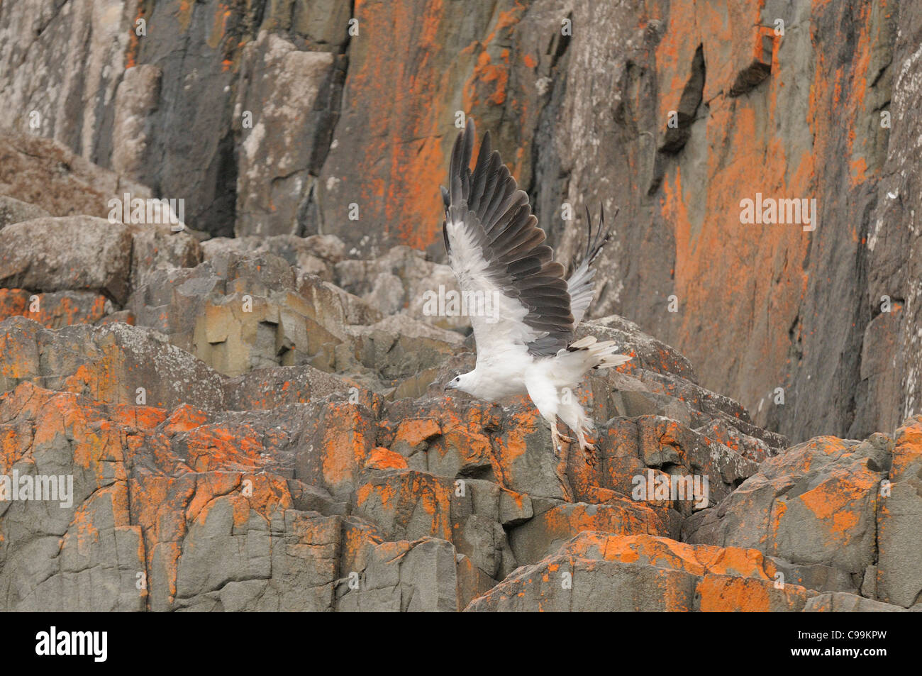White-bellied Sea-Eagle Haliaeetus leucogaster Photographed in Tasmania, Australia Stock Photo
