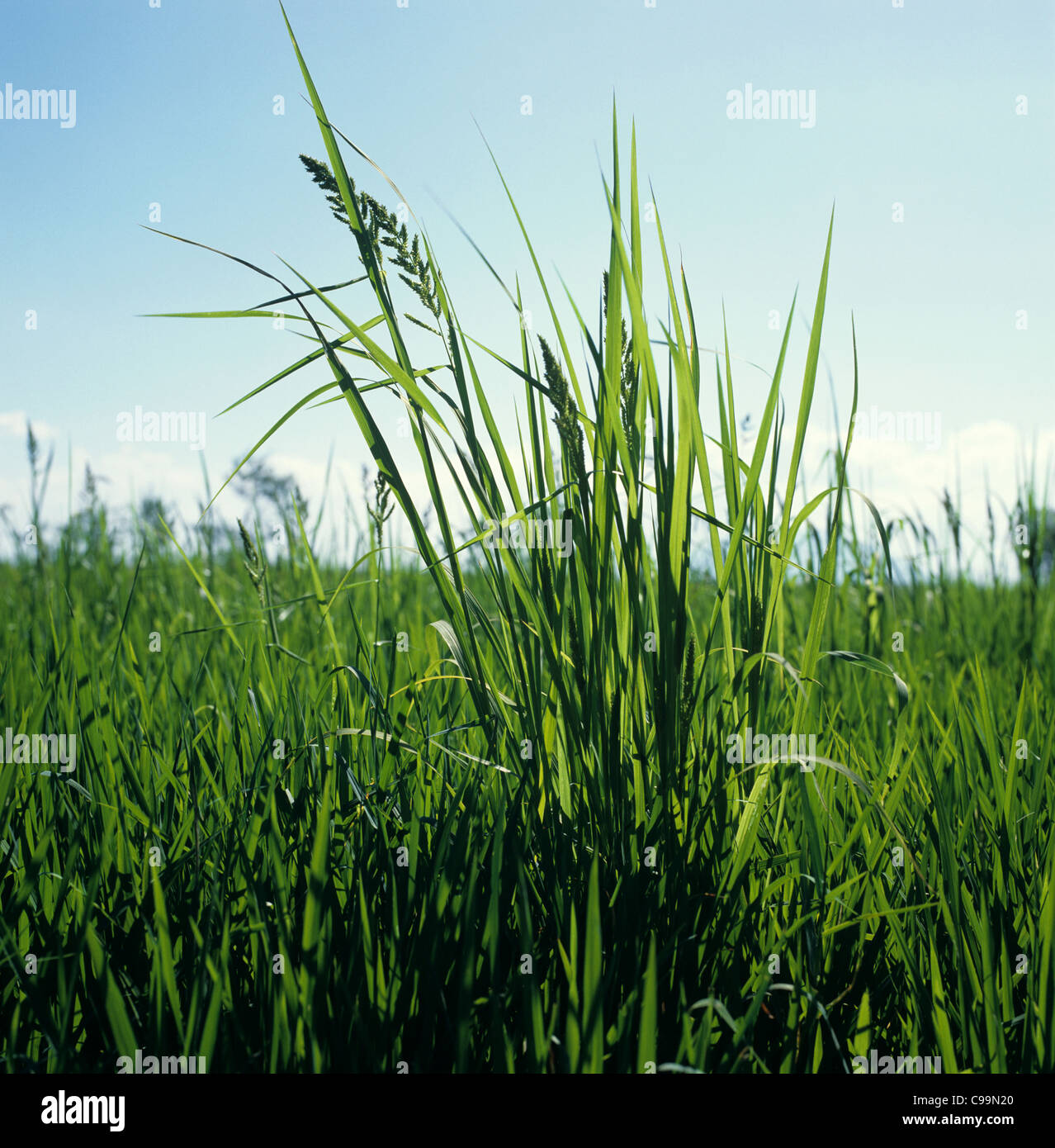 Barnyard grass (Echinocloa crus-galli) flowering plant in a rice paddy crop, Philippines Stock Photo