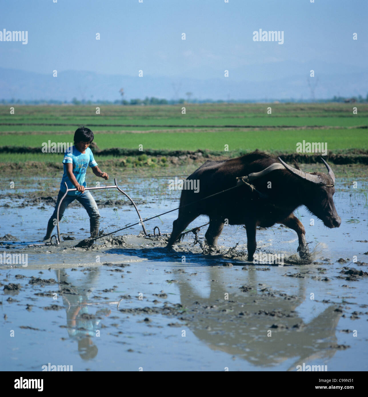 Cultivating a waterlogged rice paddy behind a water buffalo, Philippines Stock Photo