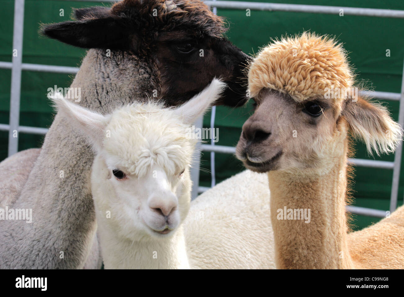 Three alpacas Stock Photo