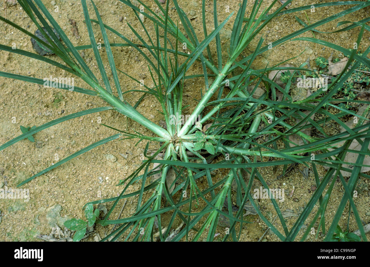 Crowsfoot grass or goosegrass (Eleusine indica) spreading bold