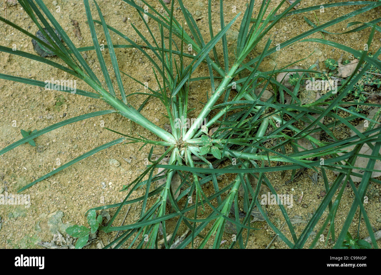 Crowsfoot grass or goosegrass (Eleusine indica) spreading bold tillering  grass Stock Photo - Alamy